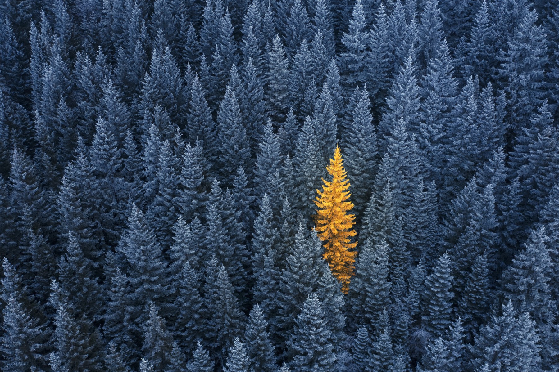 A single golden tree standing out among a calm forest — a quiet metaphor for a practice that stands apart.